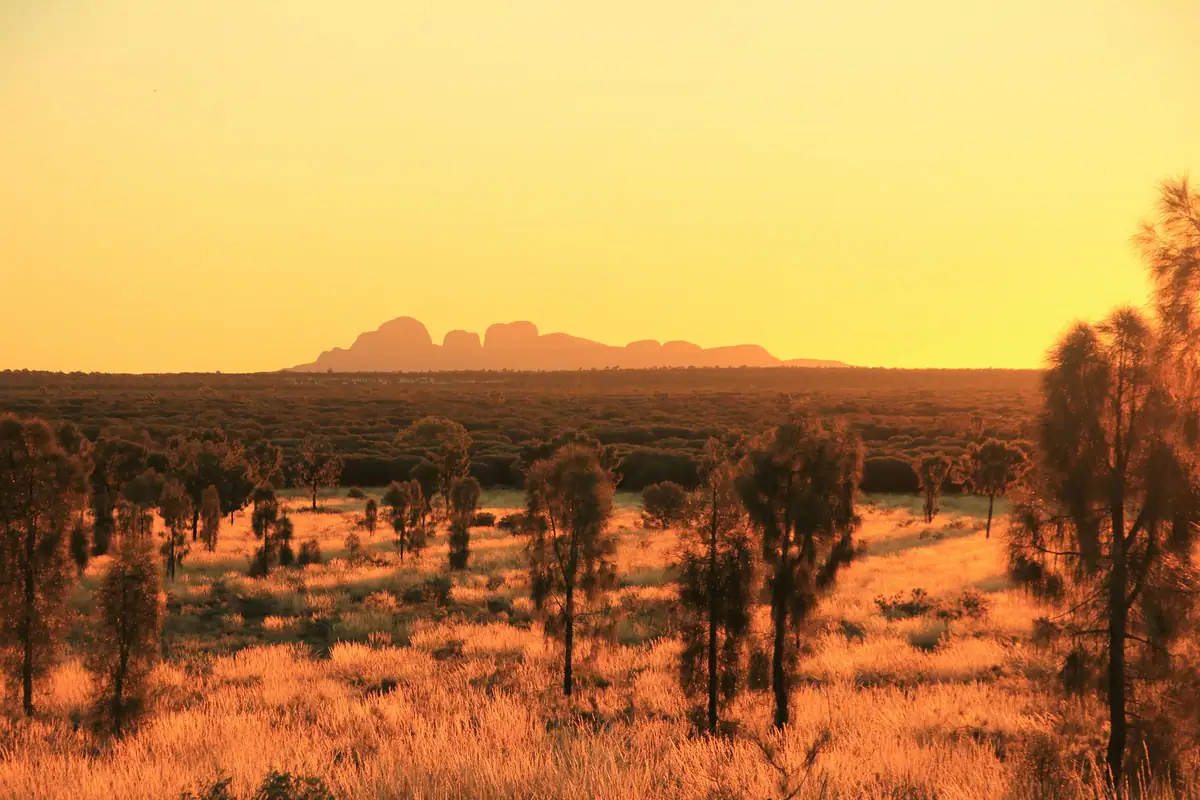The domes of Kata Tjuta silhouetted on the horizon under an orange sunset sky, with desert oaks and glowing grass in front