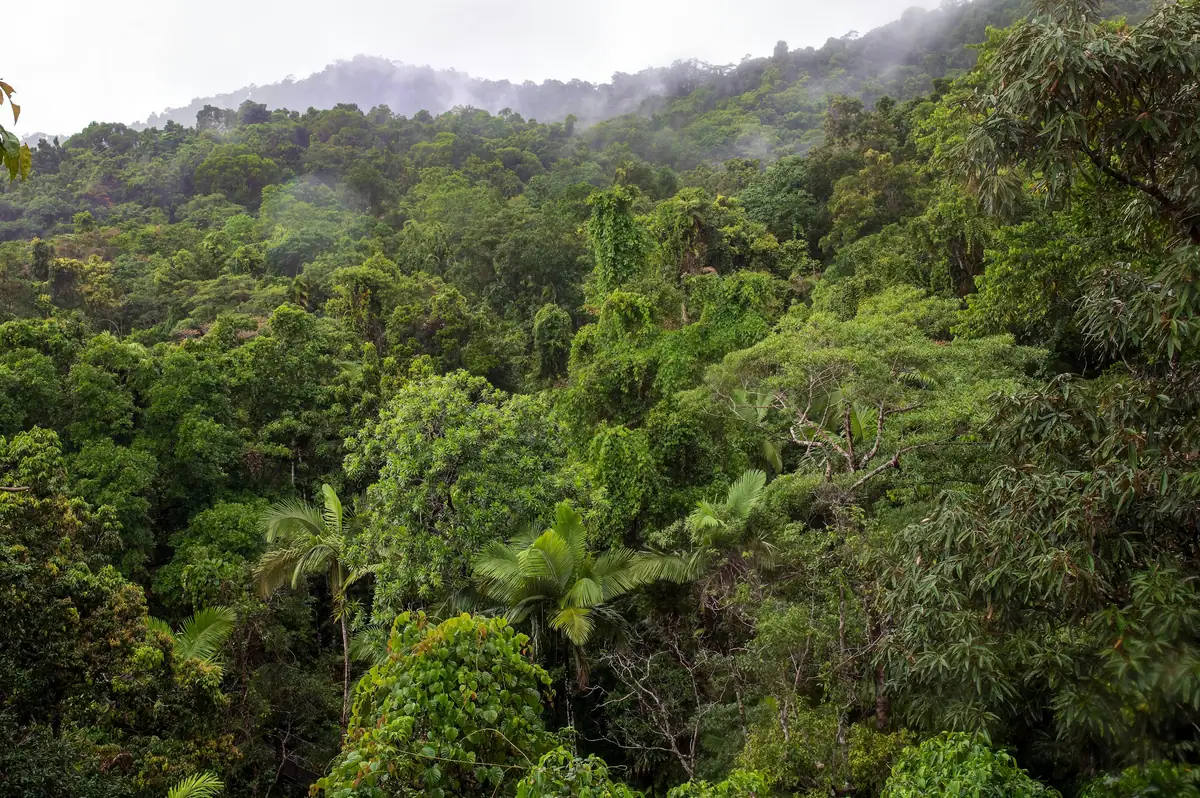 Dense Daintree rainforest canopy with palms and tall trees, mist drifting over the hills behind