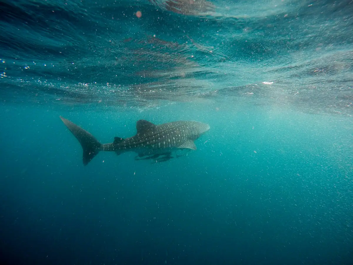 A spotted whale shark gliding through sunlit blue water off Exmouth