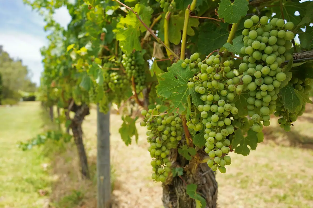 Close-up of green grape clusters on a vine in a Margaret River vineyard